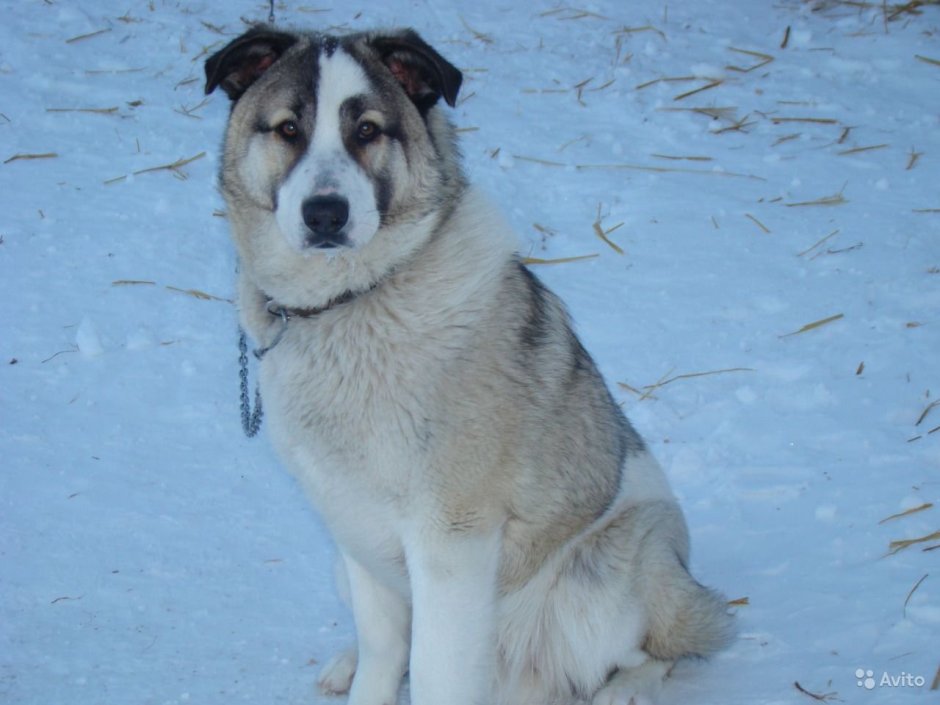 Помесь хаски и алабая