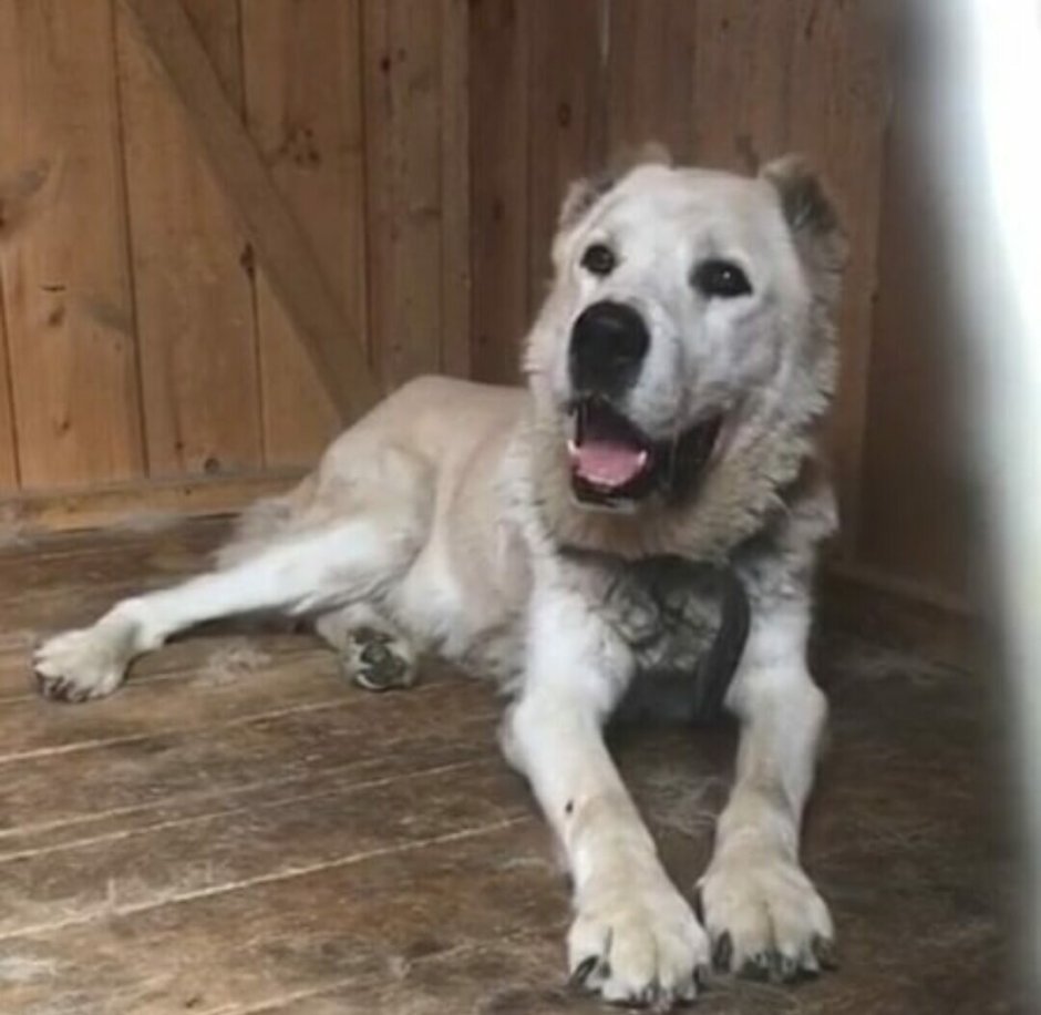 Гибрид алабая и волка