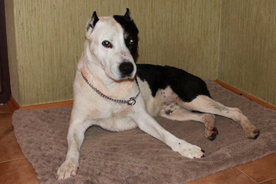 Помесь алабая