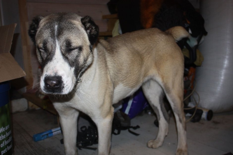 Метис алабая и лайки