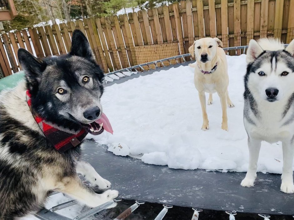 Маламут алабай метис