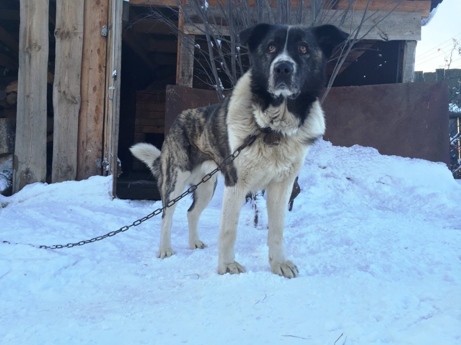 Алабай смесь с Московской сторожевой