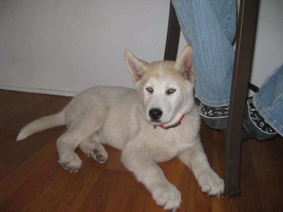 Алабай с лайкой