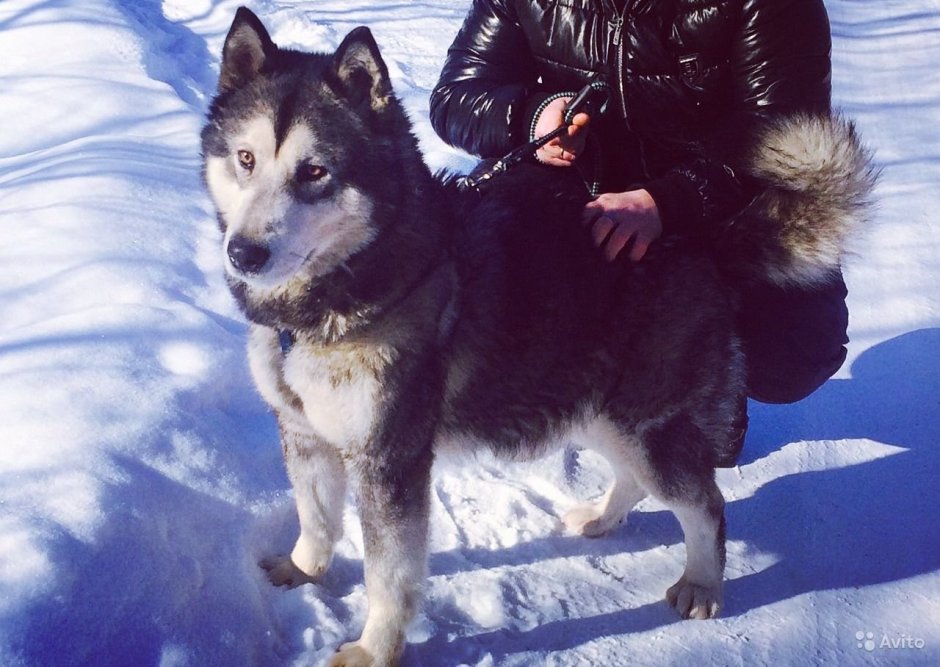 Метис ВЕО И алабая