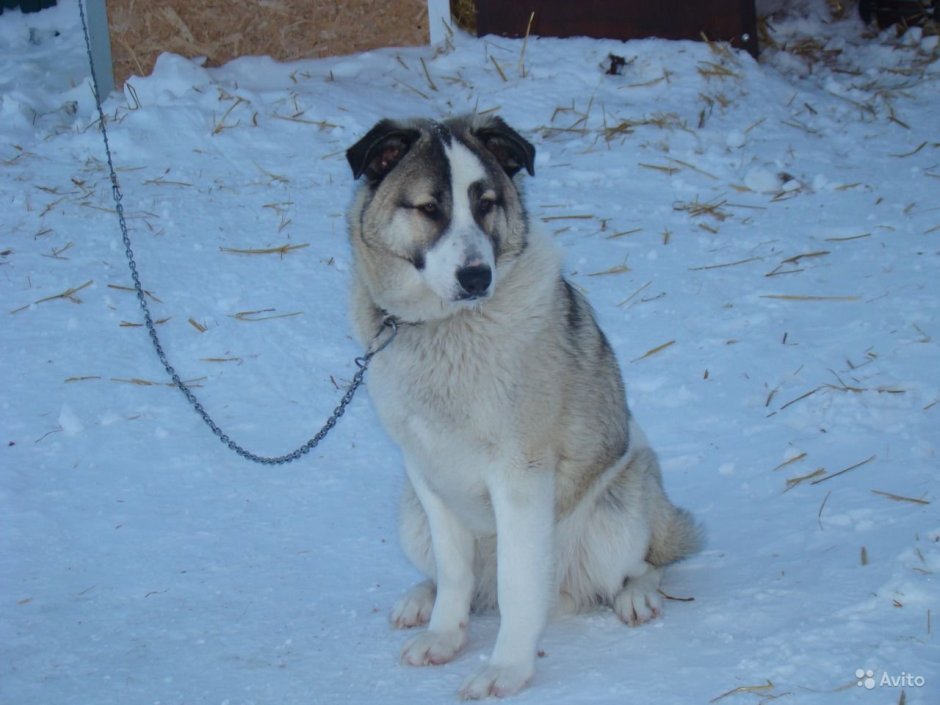 Маламут и алабай