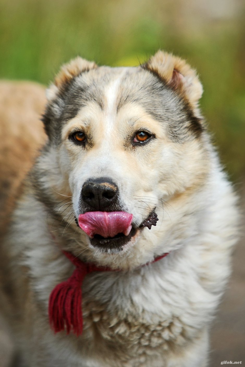 Азиатская овчарка алабай метис