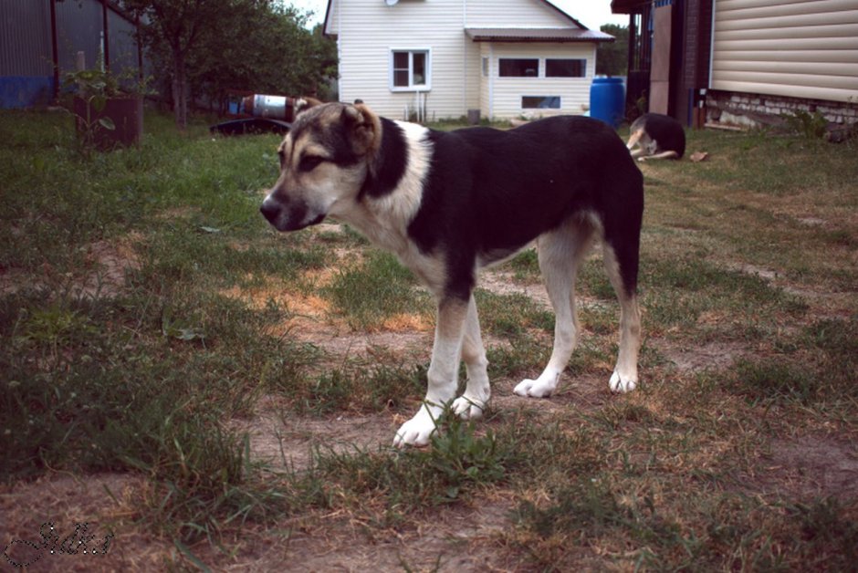 Алабай смесь с Московской сторожевой