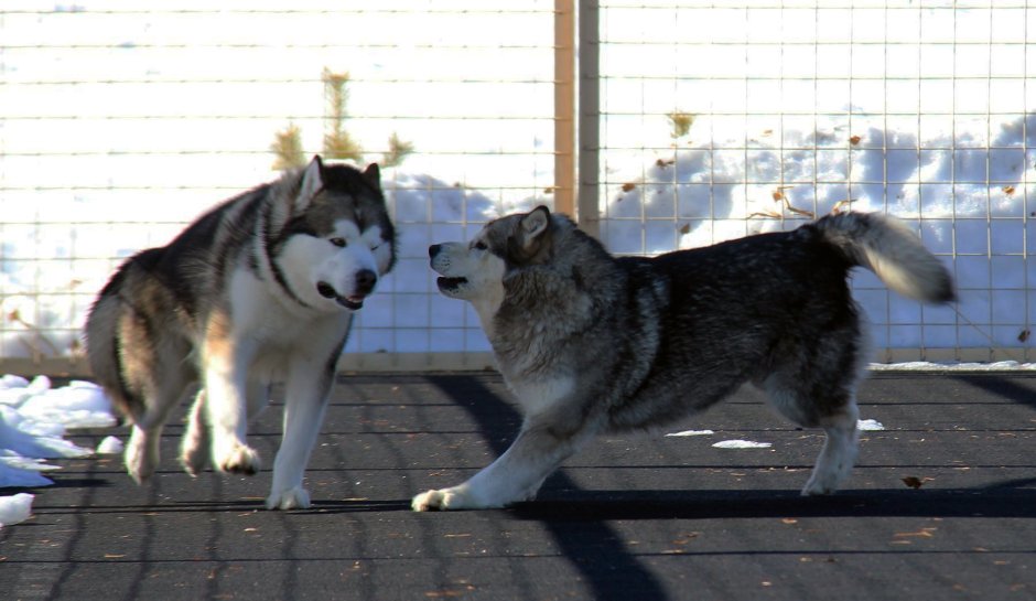 Маламут и алабай