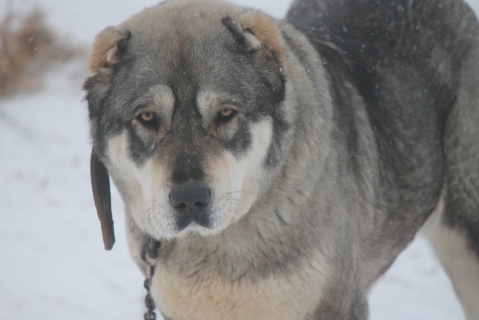 Алабай и хаски помесь