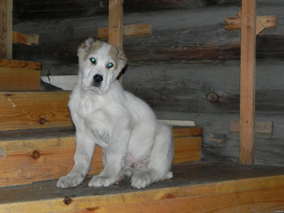 Маламут алабай метис