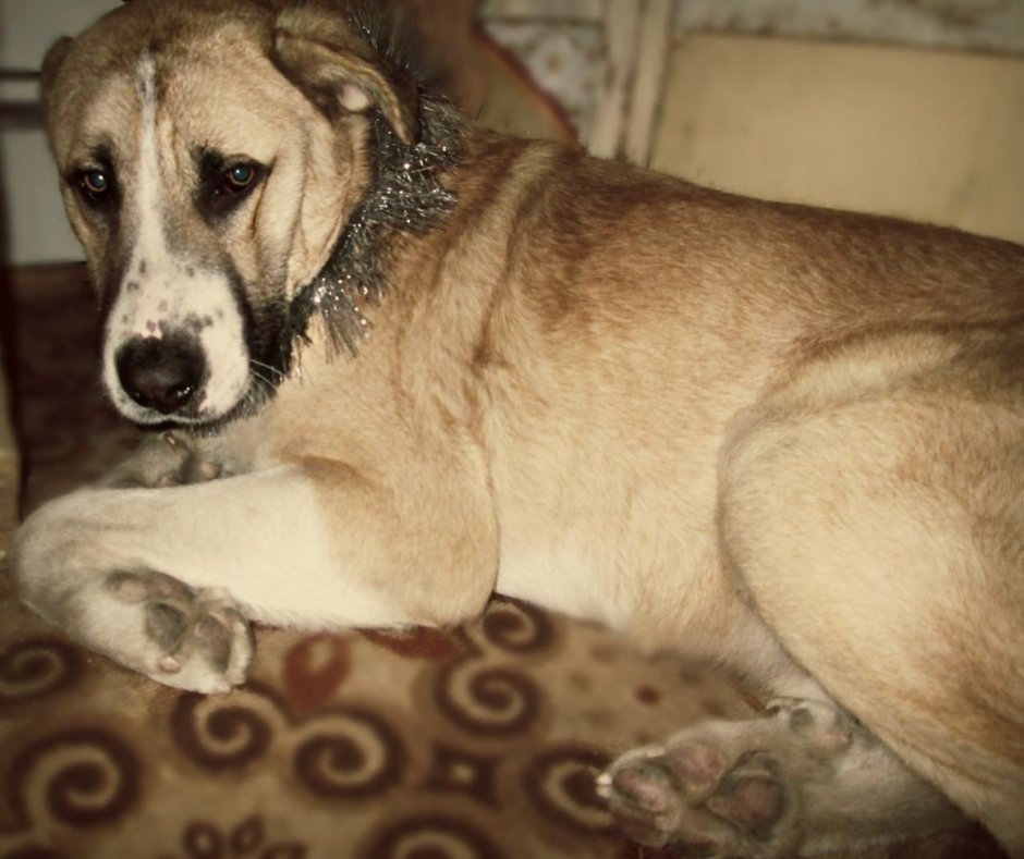 Среднеазиатская овчарка метис