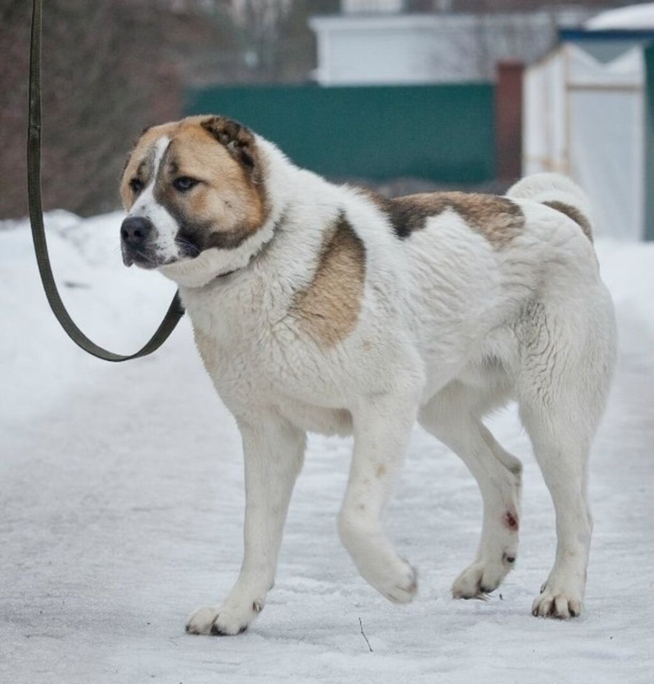 Метис питбуля и алабая