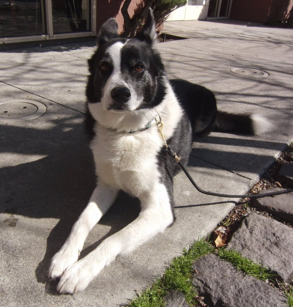 Маламут с дворняжкой