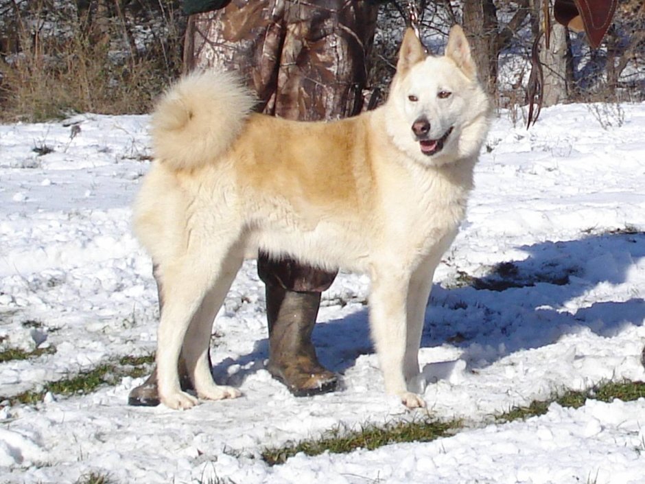 Среднеазиатская лайка