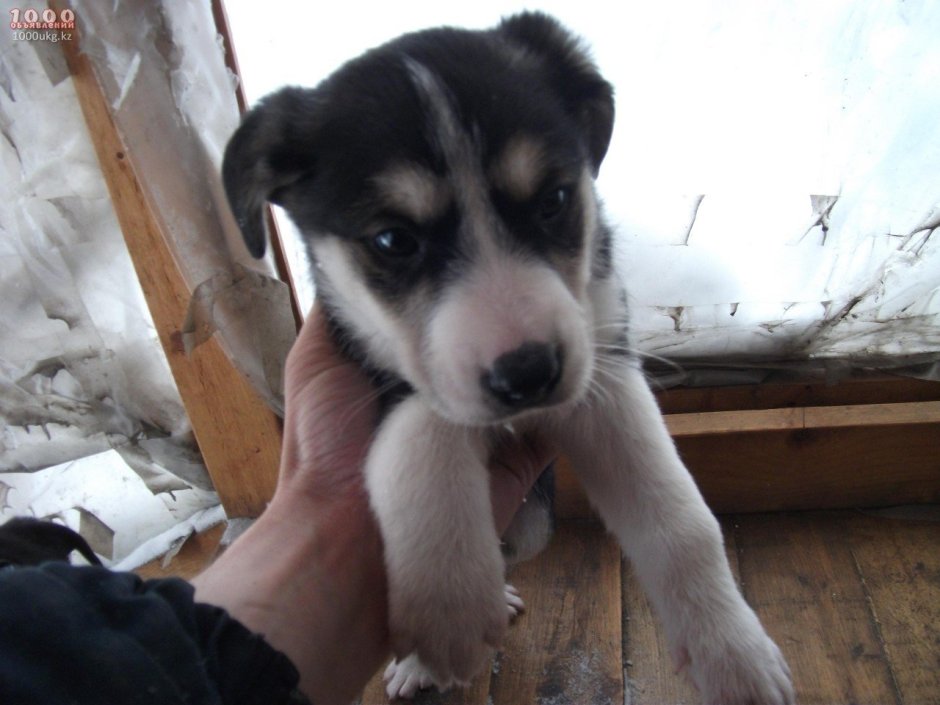 Среднеазиатская овчарка Аборигенная