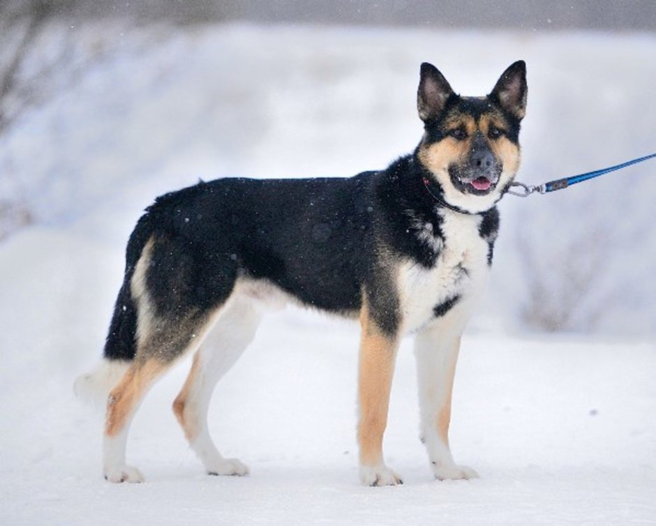 Алабай лайка метис