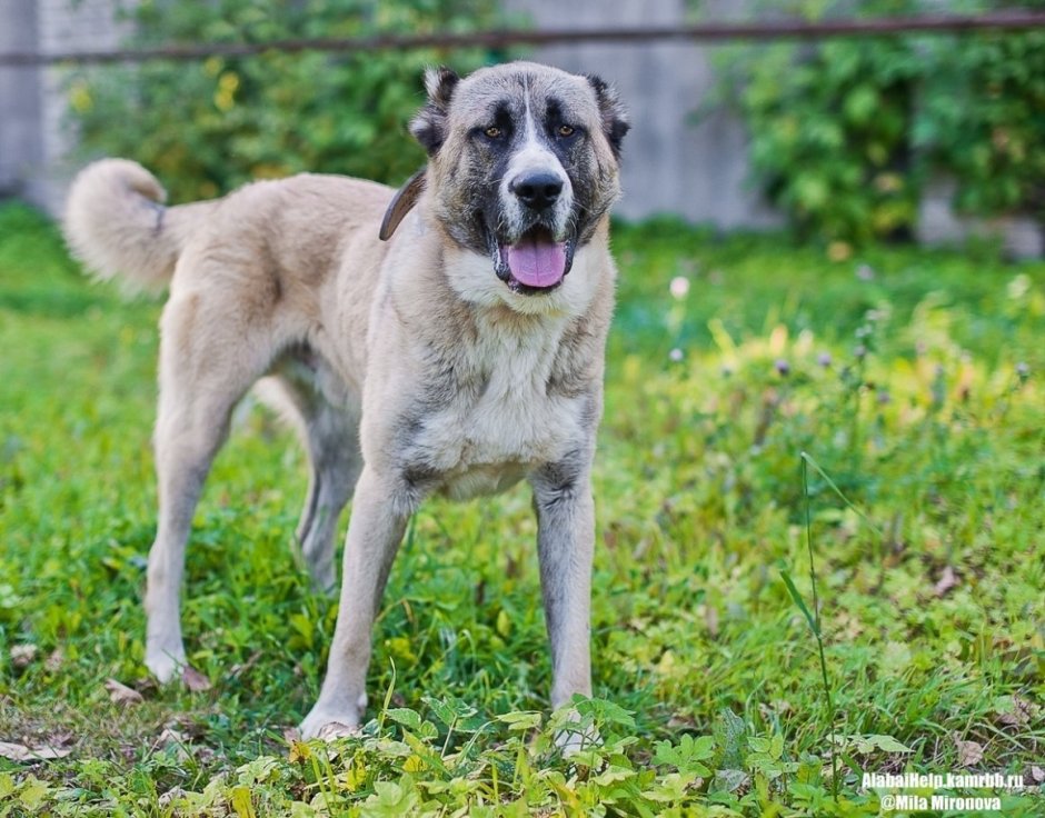 Алабай гладкошерстный