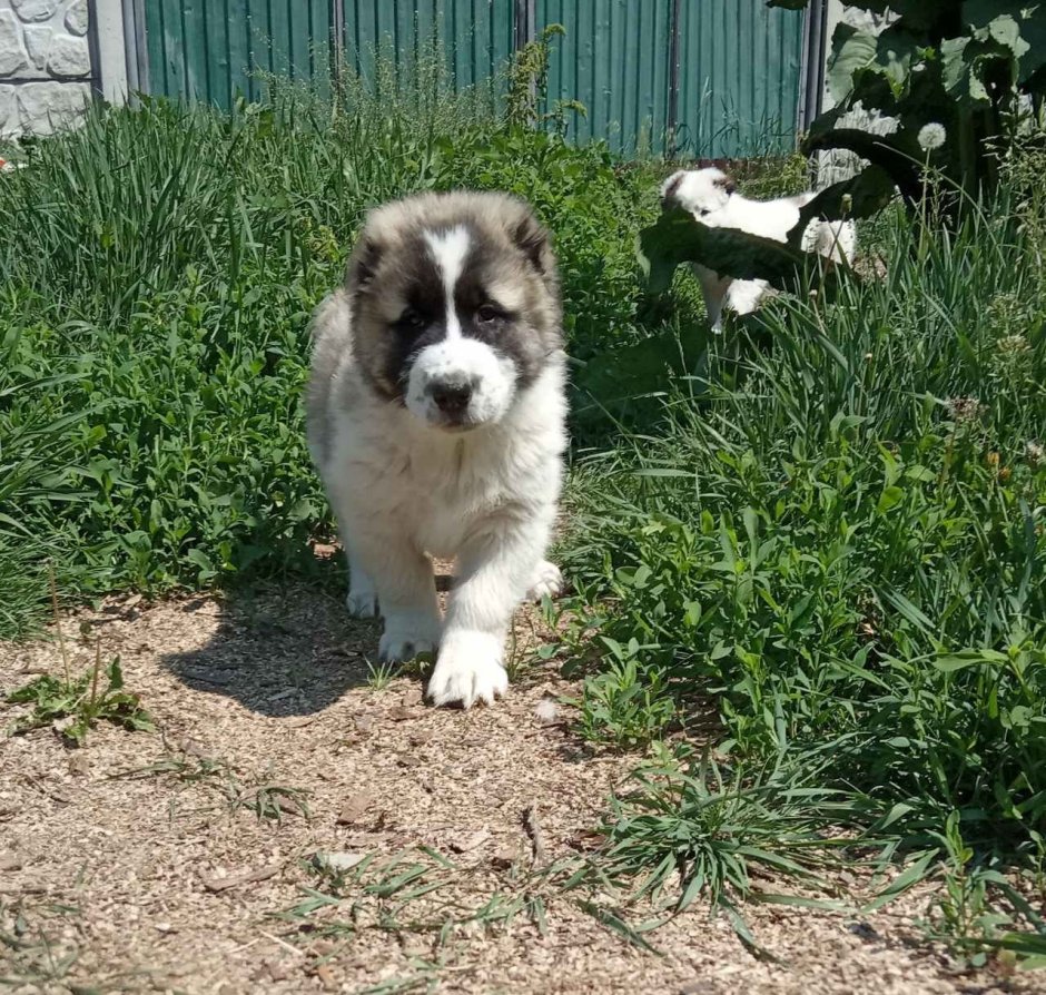 Метис хаски и алабая