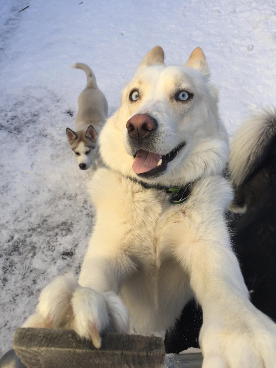 Метис алабая и лайки