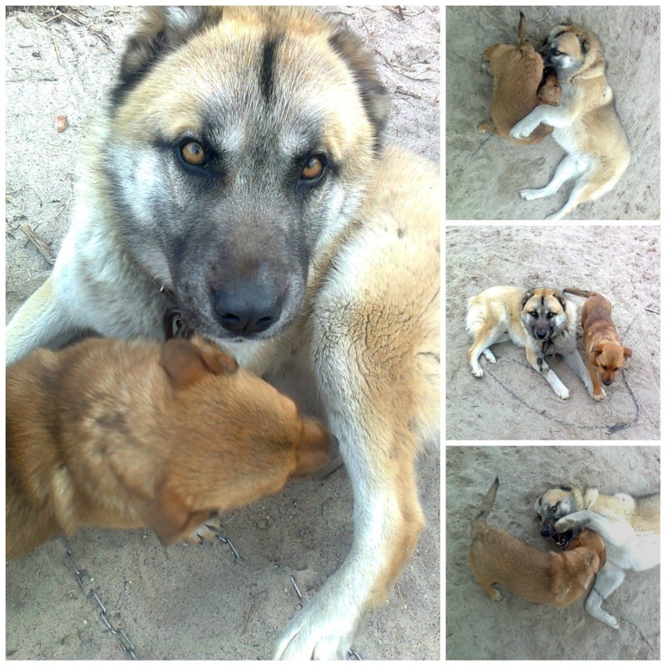 Метис хаски и алабая