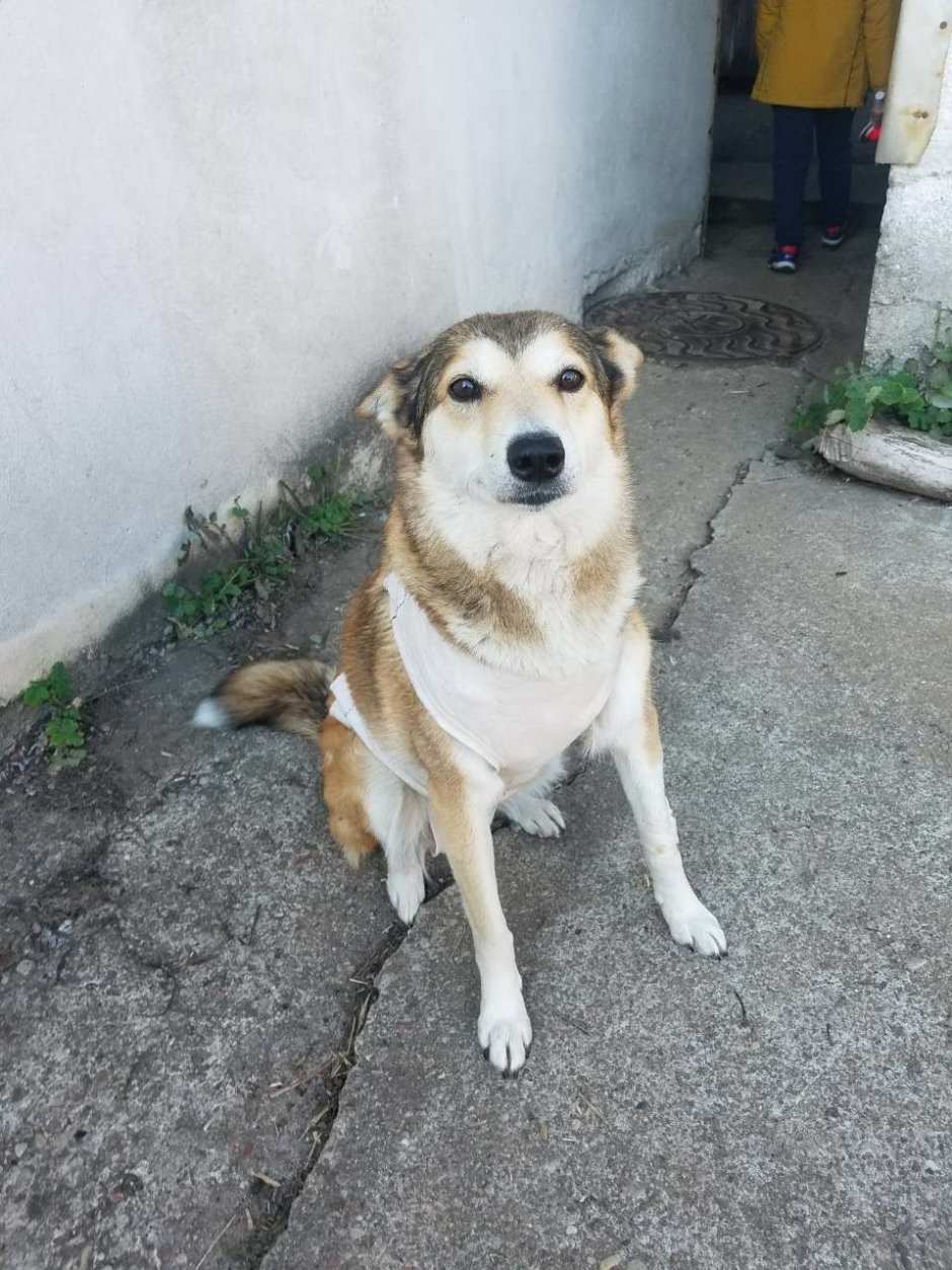 Метис овчарки и алабая