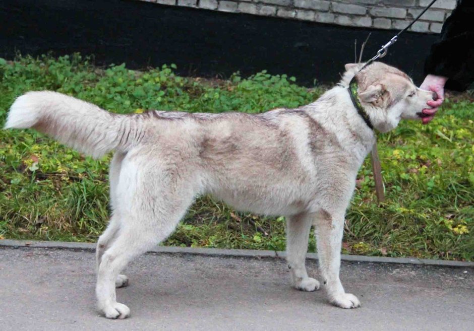 Метис алабая и лайки