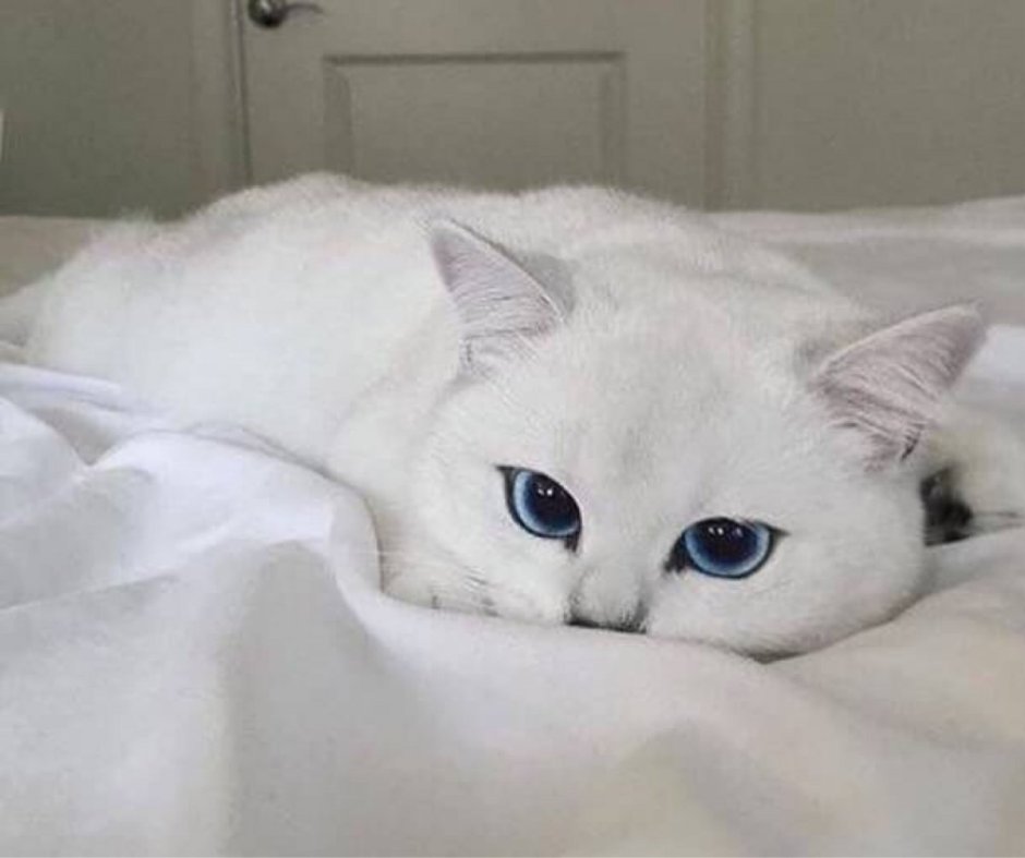 Шиншилла Пойнт Коби