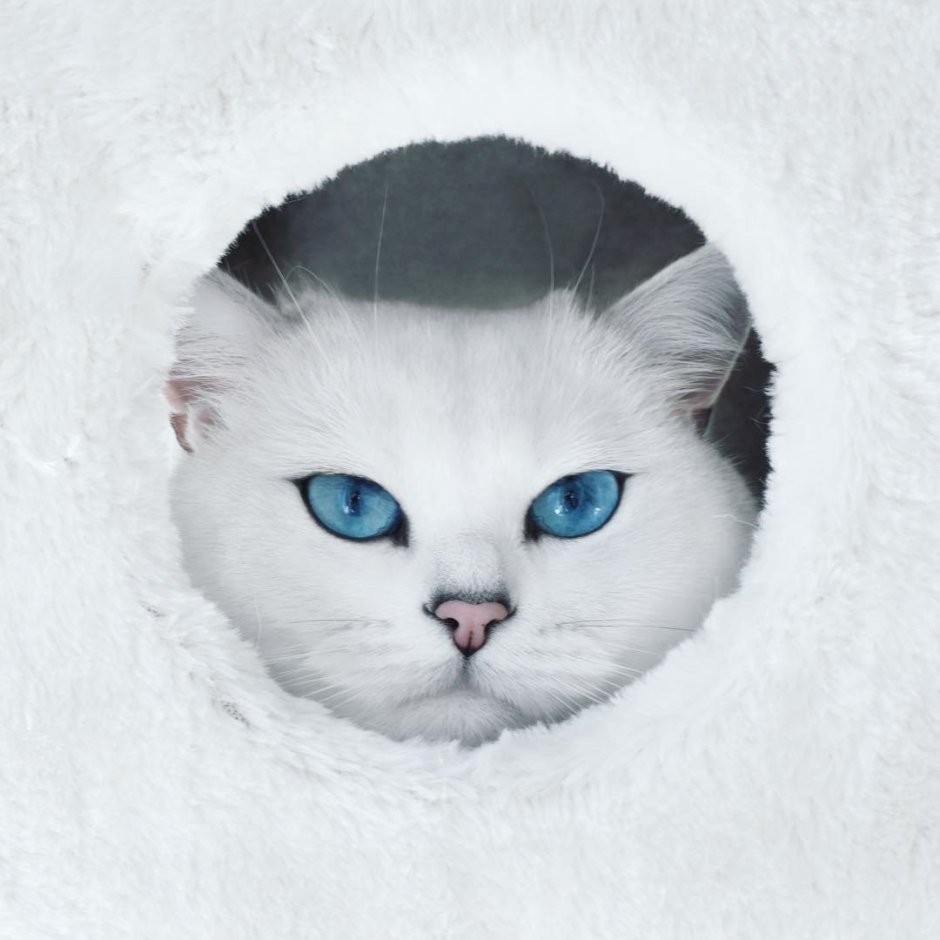 Кошка белая