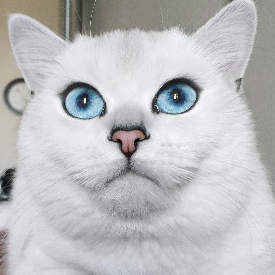 Кошка шиншилла Коби