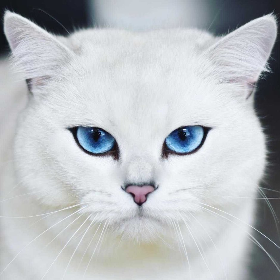 Голубоглазый кот Коби