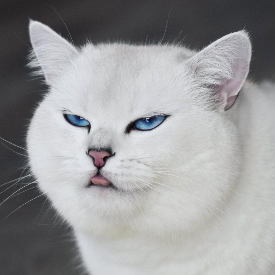 Британский кот Коби