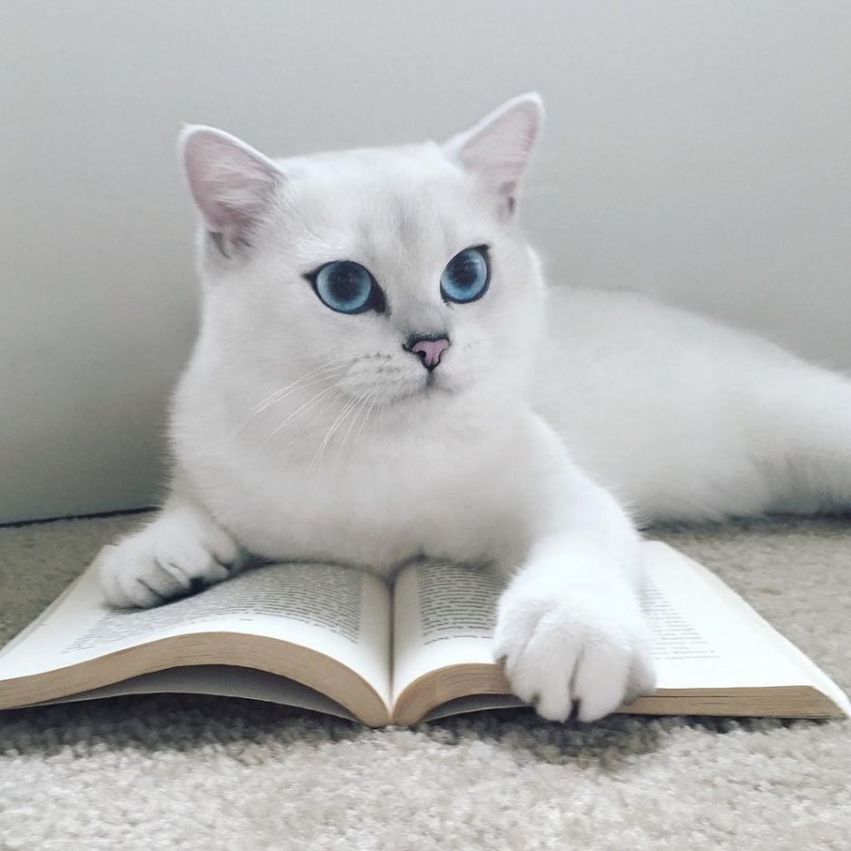 Британский кот Коби