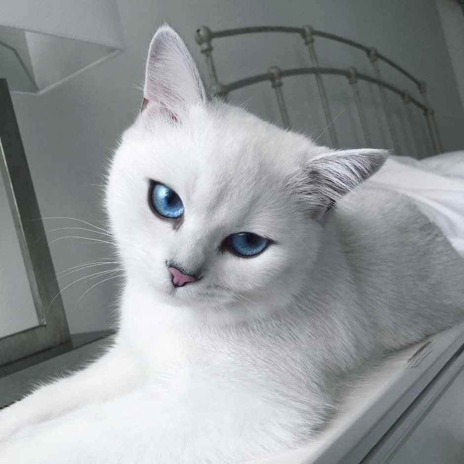 Голубоглазая кошка