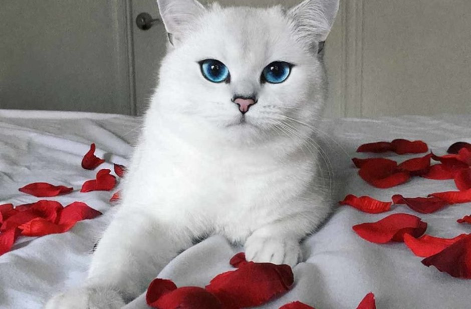 Белый британский кот с голубыми глазами