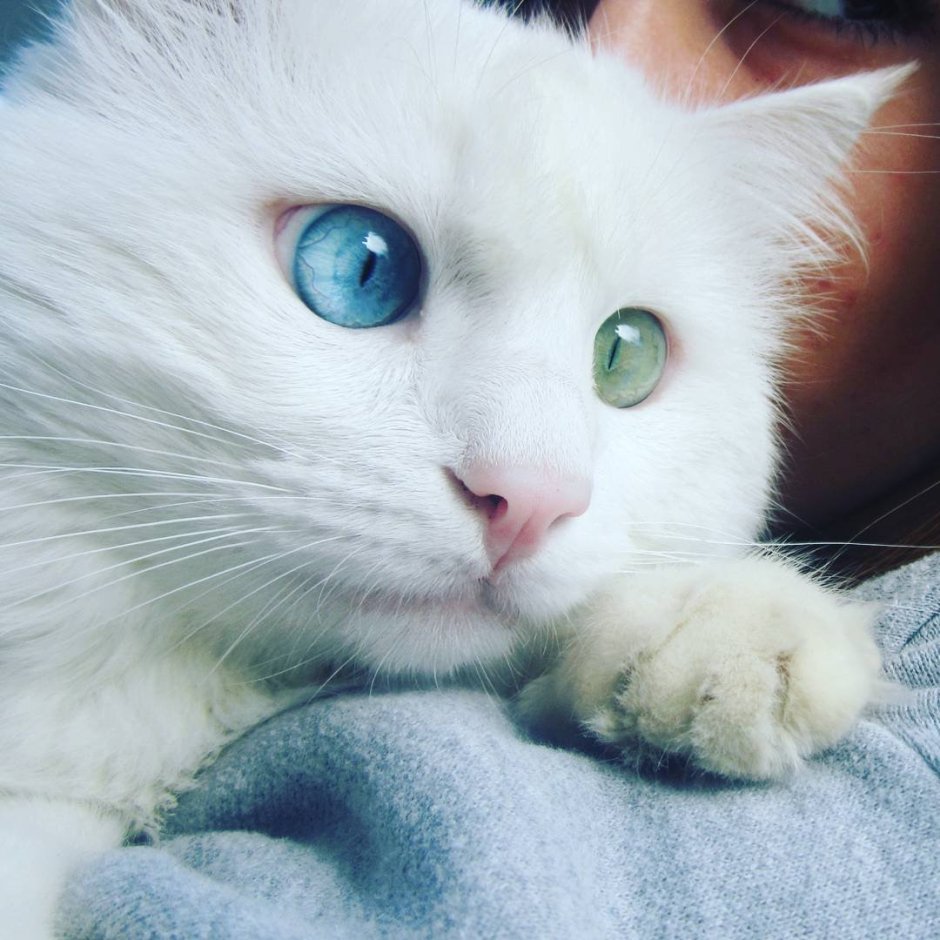 Кошка с голубыми глазами