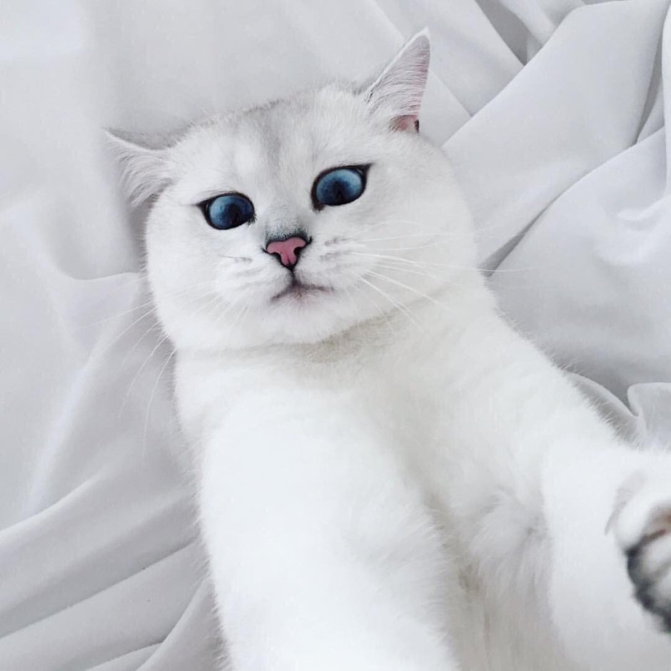Охос азулес кошка белая