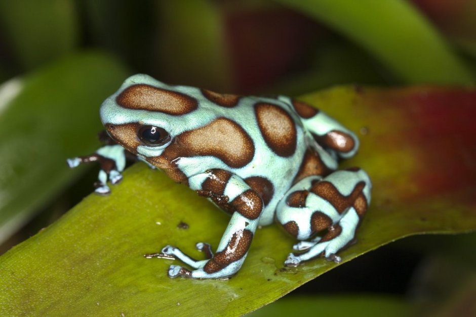 Зеленая жаба Bufo viridis Крым