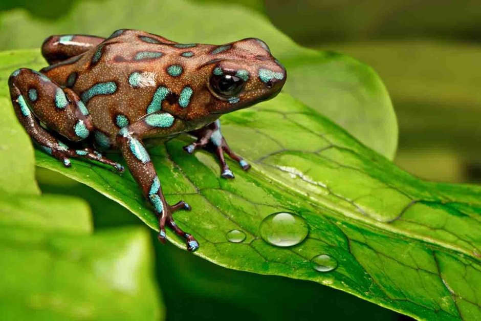 Atelopus varius