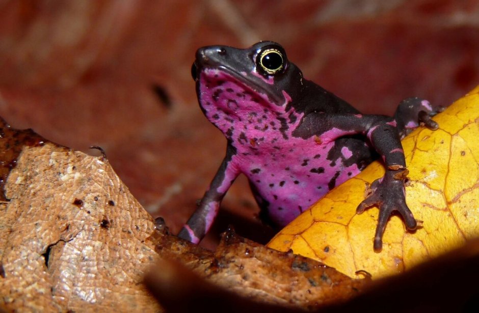 Жабы Atelopus chiriquiensis