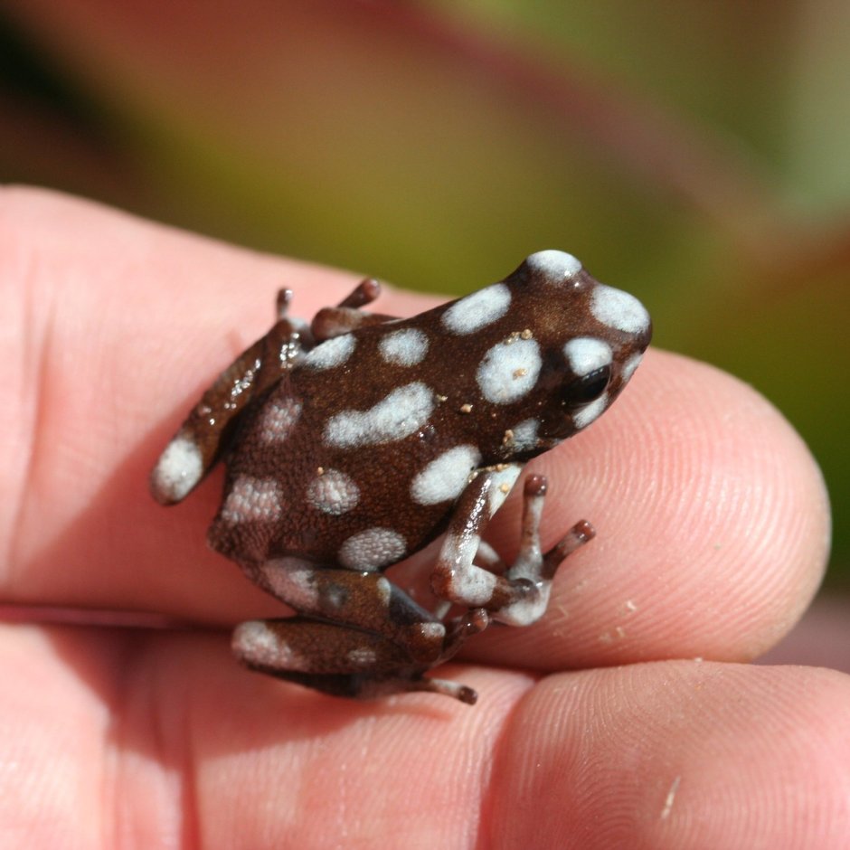 Hemisus marmoratus