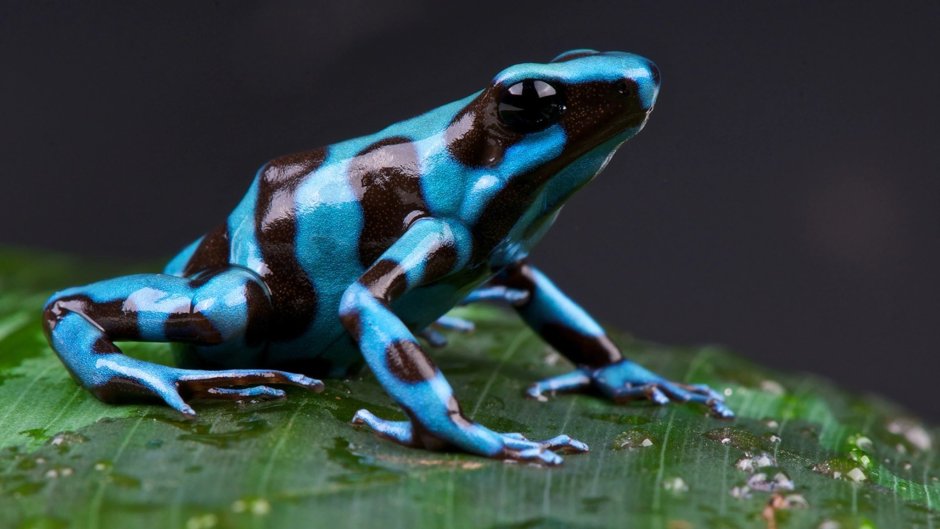 Harlequin Frog