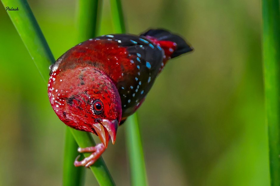 Amandava Amandava