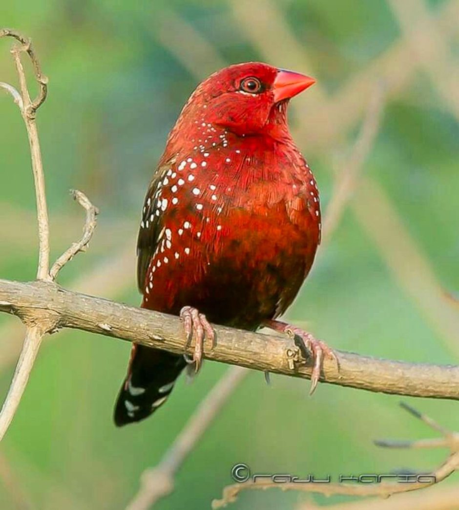 Crimson Finch