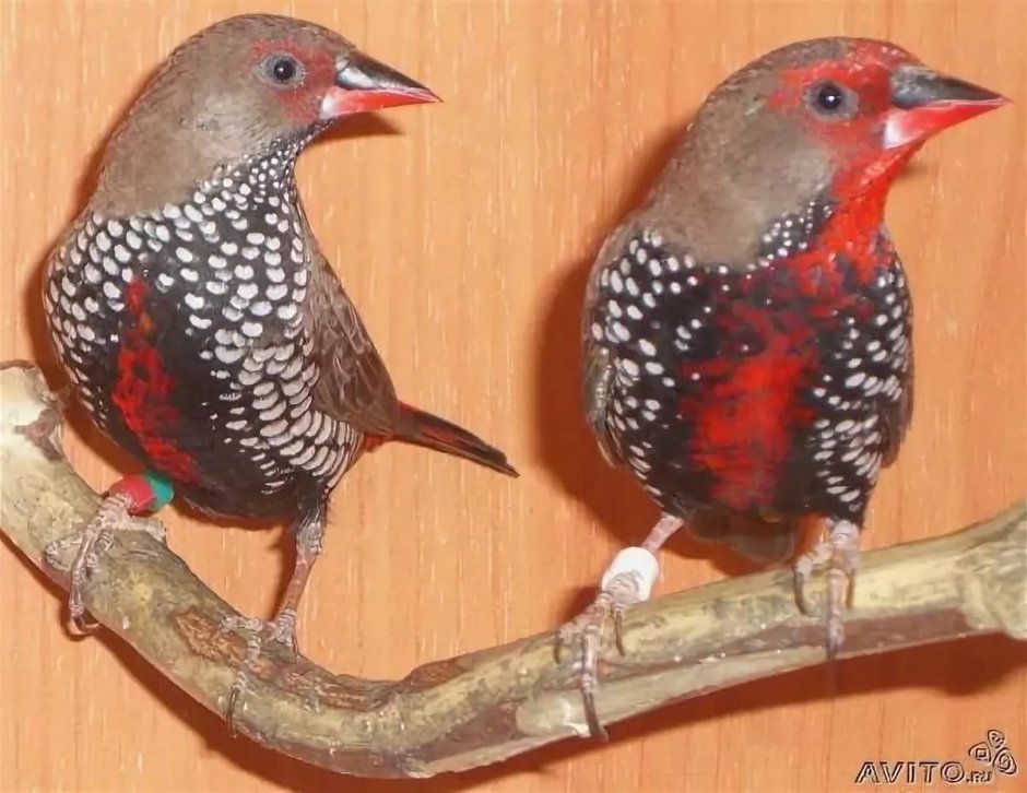 Finch Mule cock