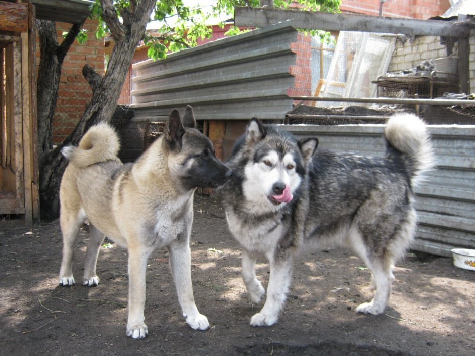 Маламут плюс алабай