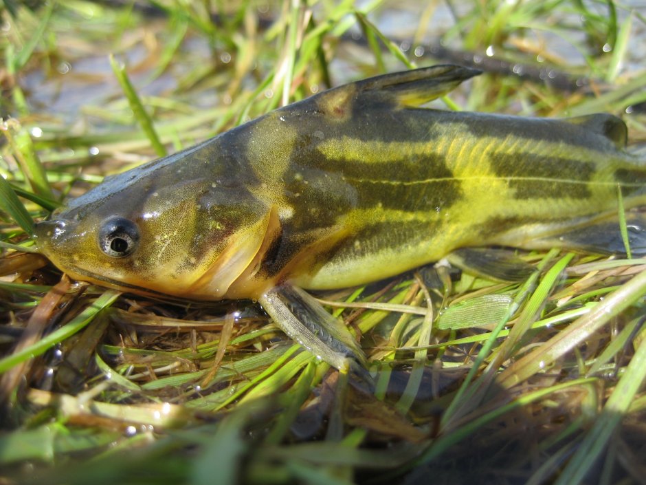 Косатка скрипун Pelteobagrus fulvidraco