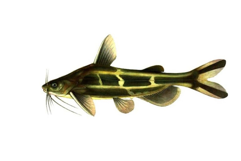 Pelteobagrus fulvidraco