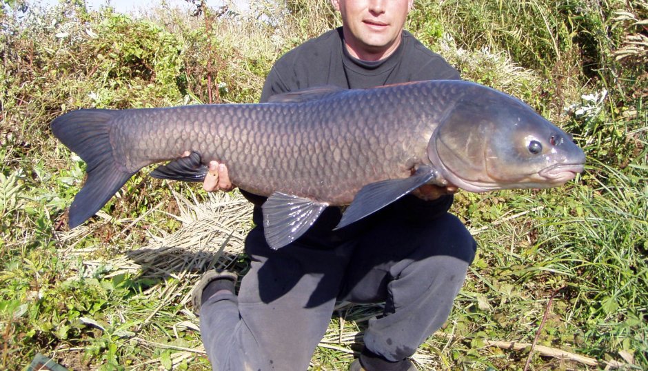 Orcinus citoniensis