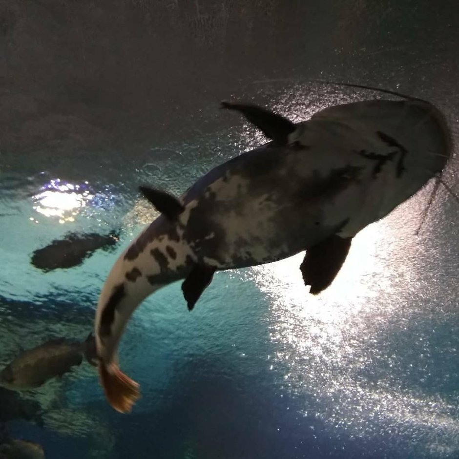 Косатка - Orcinus Orca (Дальневосточная Плотоядная популяция)