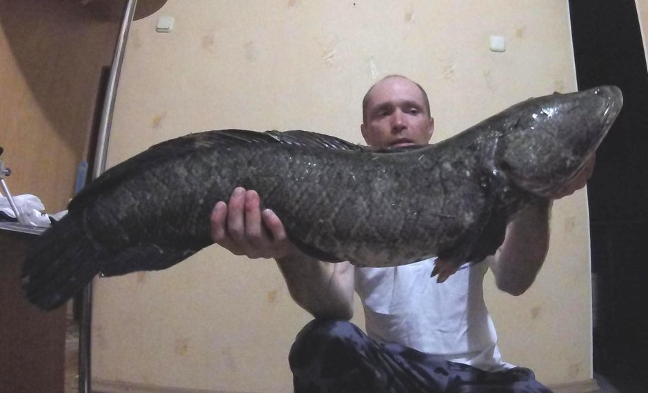 Рыбы реки Амур